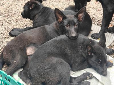Gorgeous IKC Registered Pure Black German Shepherd puppies for sale in Kerry