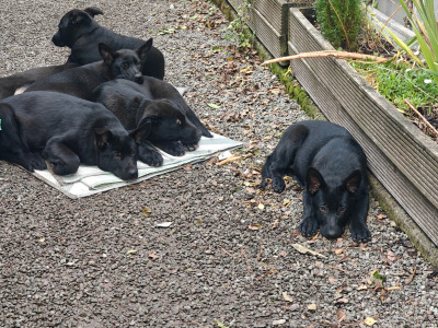 Gorgeous IKC Registered Pure Black German Shepherd puppies for sale in Kerry