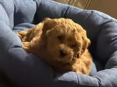 Beautiful Cavapoo puppy in Louth