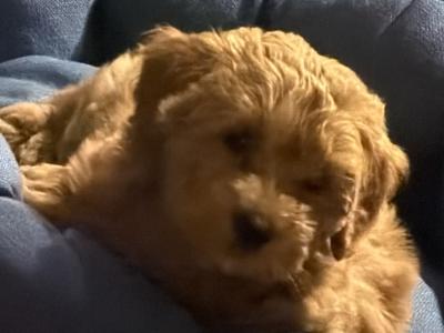 Beautiful male Cavapoo puppy in Louth