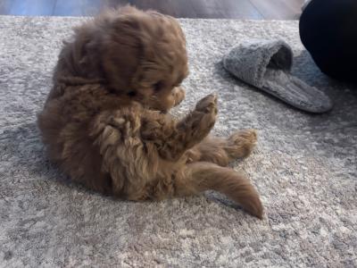 Beautiful male Cavapoo puppy in Louth
