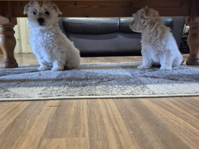 4 Adorable Westie x Poodle pups in Tipperary