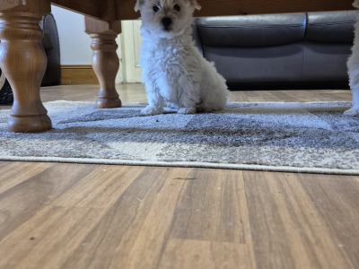 4 Adorable Westie x Poodle pups in Tipperary