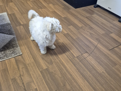 4 Adorable Westie x Poodle pups in Tipperary
