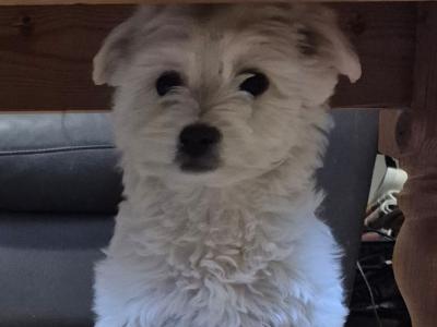 4 Adorable Westie x Poodle pups in Tipperary