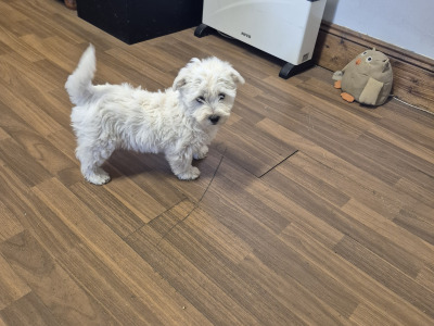 4 Adorable Westie x Poodle pups in Tipperary