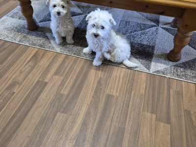 4 Adorable Westie x Poodle pups in Tipperary