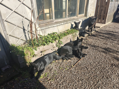 Gorgeous IKC Registered Pure Black German Shepherd puppies for sale in Kerry