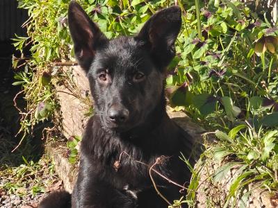 Gorgeous Pure Black German Shepherd pups for sale in Kerry