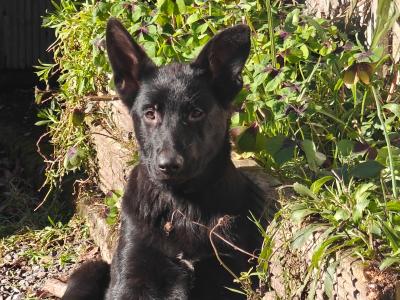 Gorgeous IKC Registered Pure Black German Shepherd puppies for sale in Kerry