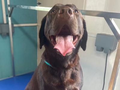 Chocolate Labrador for stud in Mayo