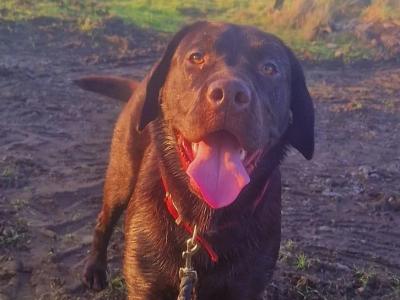 Chocolate Labrador for stud in Mayo