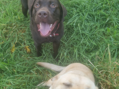Chocolate Labrador for stud in Mayo