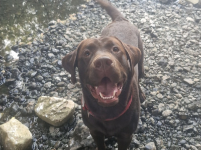 Chocolate Labrador for stud in Mayo