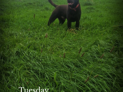 Chocolate Labrador for stud in Mayo