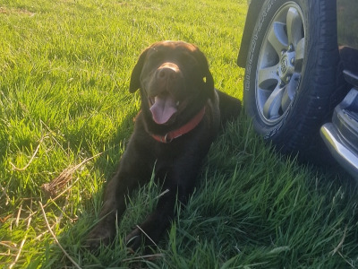 Chocolate Labrador for stud in Mayo