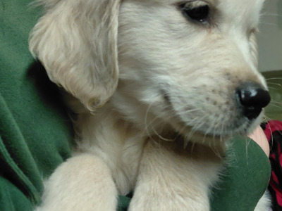 1 beautiful male IKC Registered Golden Retriever puppies Remaining in Wexford