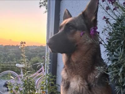 High-back German Shepherd puppies in Wicklow