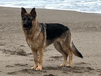 High-back German Shepherd puppies in Wicklow