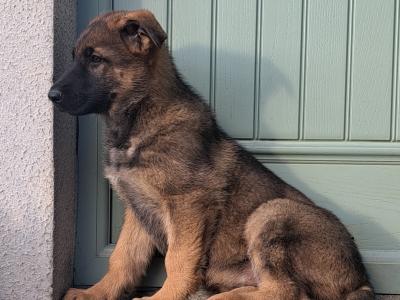 High-back German Shepherd puppies in Wicklow