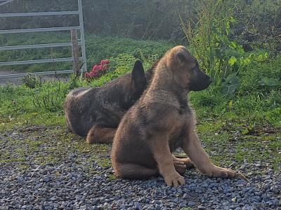 High-back German Shepherd puppies in Wicklow