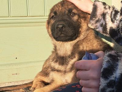 High-back German Shepherd puppies in Wicklow