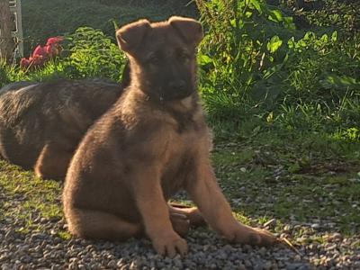High-back German Shepherd puppies in Wicklow