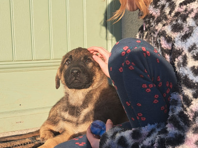 High-back German Shepherd puppies in Wicklow