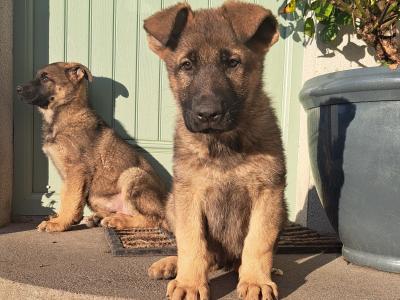 High-back German Shepherd puppies in Wicklow