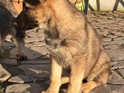 High-back German Shepherd puppies in Wicklow