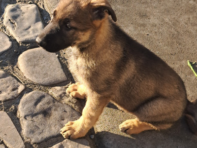 High-back German Shepherd puppies in Wicklow