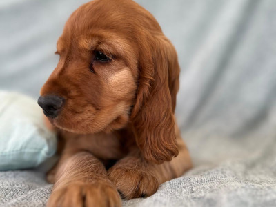 Female Cocker Spaniel puppy in Galway