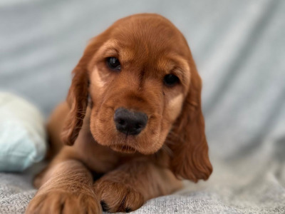 Female Cocker Spaniel puppy in Galway