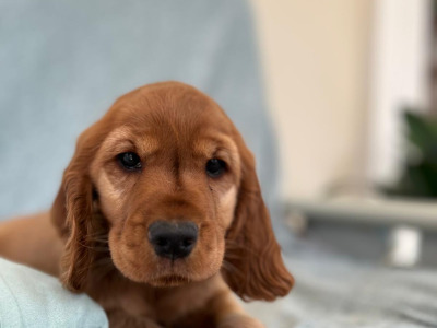 Female Cocker Spaniel puppy in Galway