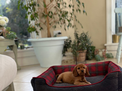 Female Cocker Spaniel puppy in Galway
