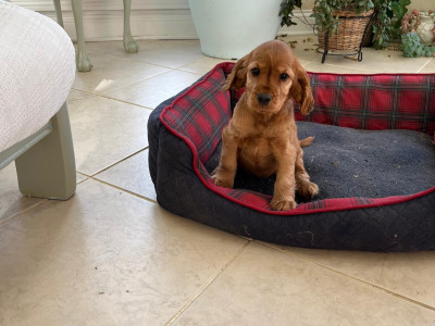 Female Cocker Spaniel puppy in Galway