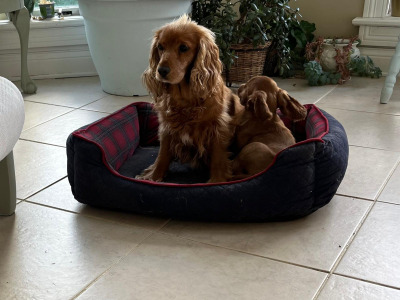 Female Cocker Spaniel puppy in Galway
