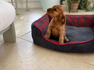 Female Cocker Spaniel puppy in Galway