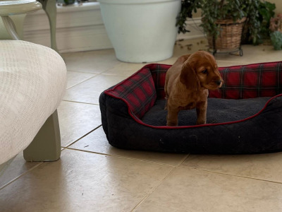 Female Cocker Spaniel puppy in Galway