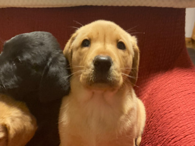 IKC Registered (Pending) Labrador puppies in Kerry