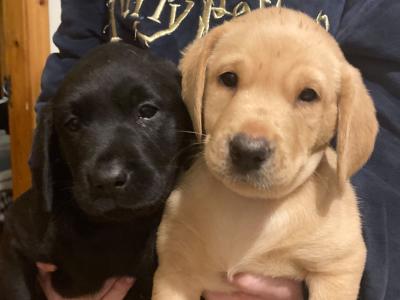 IKC Registered (Pending) Labrador puppies in Kerry