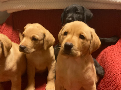 IKC Registered (Pending) Labrador puppies in Kerry