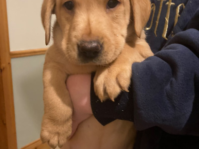 IKC Registered (Pending) Labrador puppies in Kerry