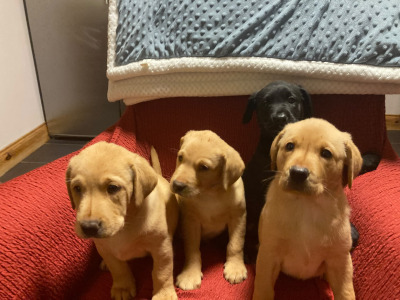 IKC Registered (Pending) Labrador puppies in Kerry