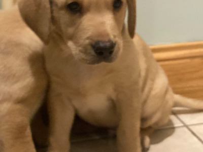 IKC Registered (Pending) Labrador puppies in Kerry