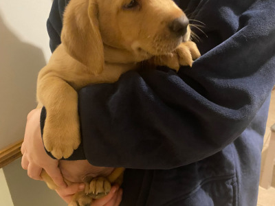 IKC Registered (Pending) Labrador puppies in Kerry
