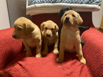 IKC Registered (Pending) Labrador puppies in Kerry