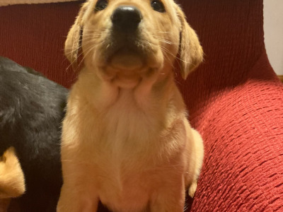 IKC Registered (Pending) Labrador puppies in Kerry