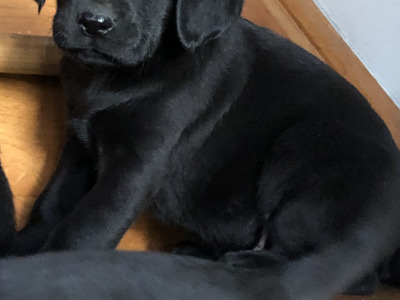Black Labrador puppies in Offaly