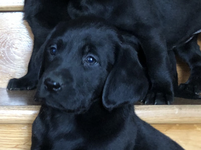 Black Labrador puppies in Offaly